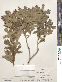 Quercus gambelii image