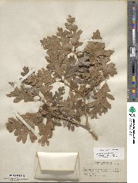 Quercus gambelii image