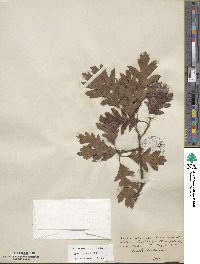 Quercus gambelii image