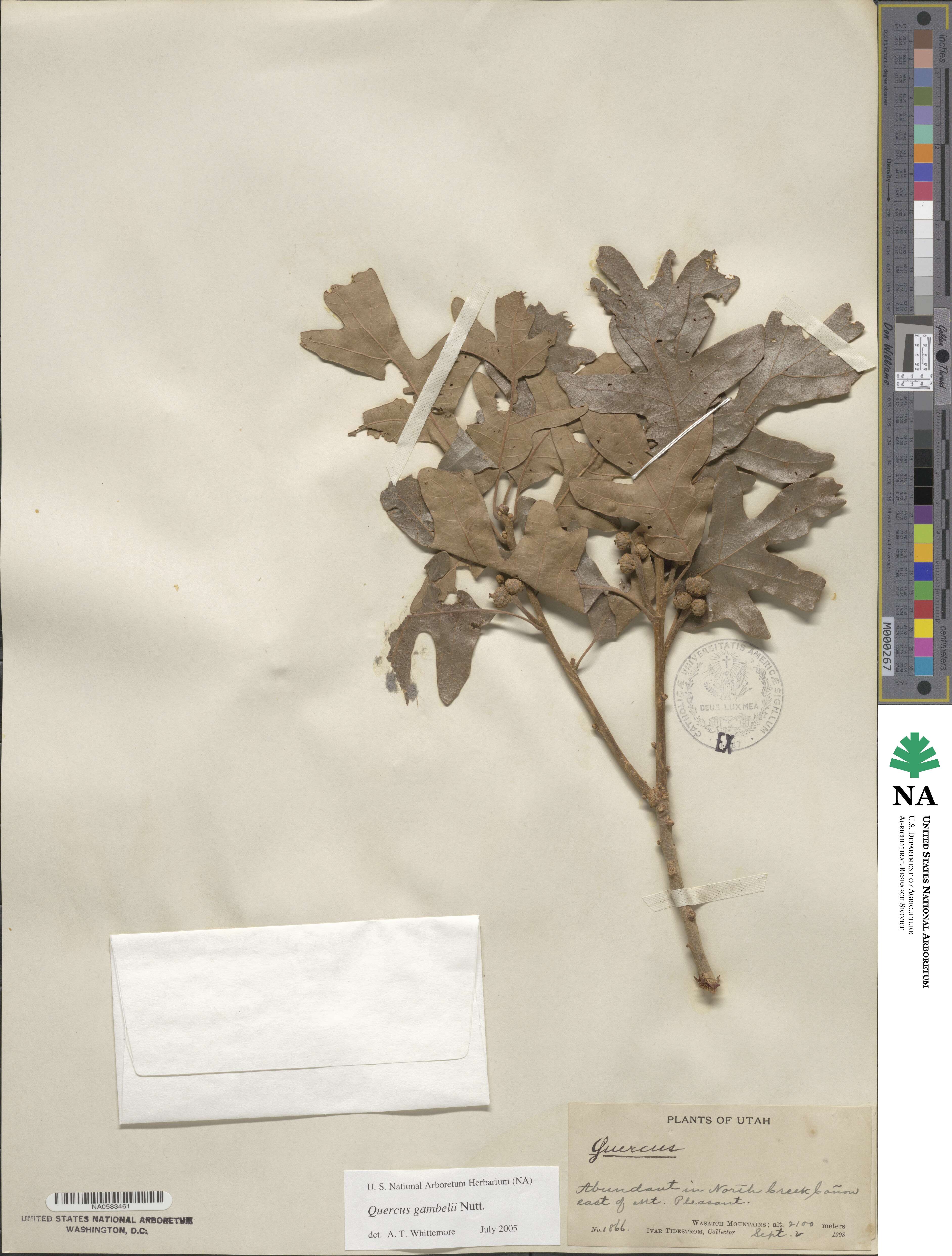 Quercus gambelii image