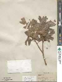 Quercus gambelii image