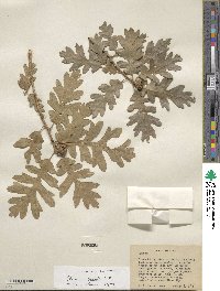 Quercus gambelii image