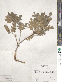 Quercus gambelii image