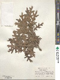 Quercus gambelii image