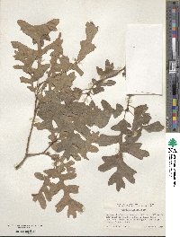 Quercus gambelii image