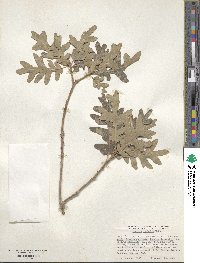 Quercus gambelii image