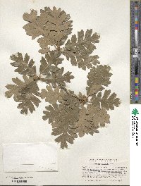 Quercus gambelii image