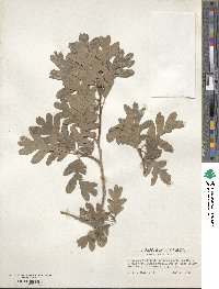 Quercus gambelii image