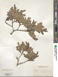 Quercus gambelii image