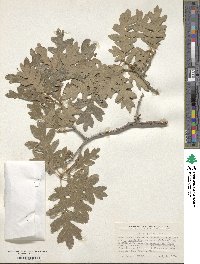 Quercus gambelii image