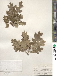 Quercus gambelii image