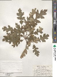 Quercus gambelii image