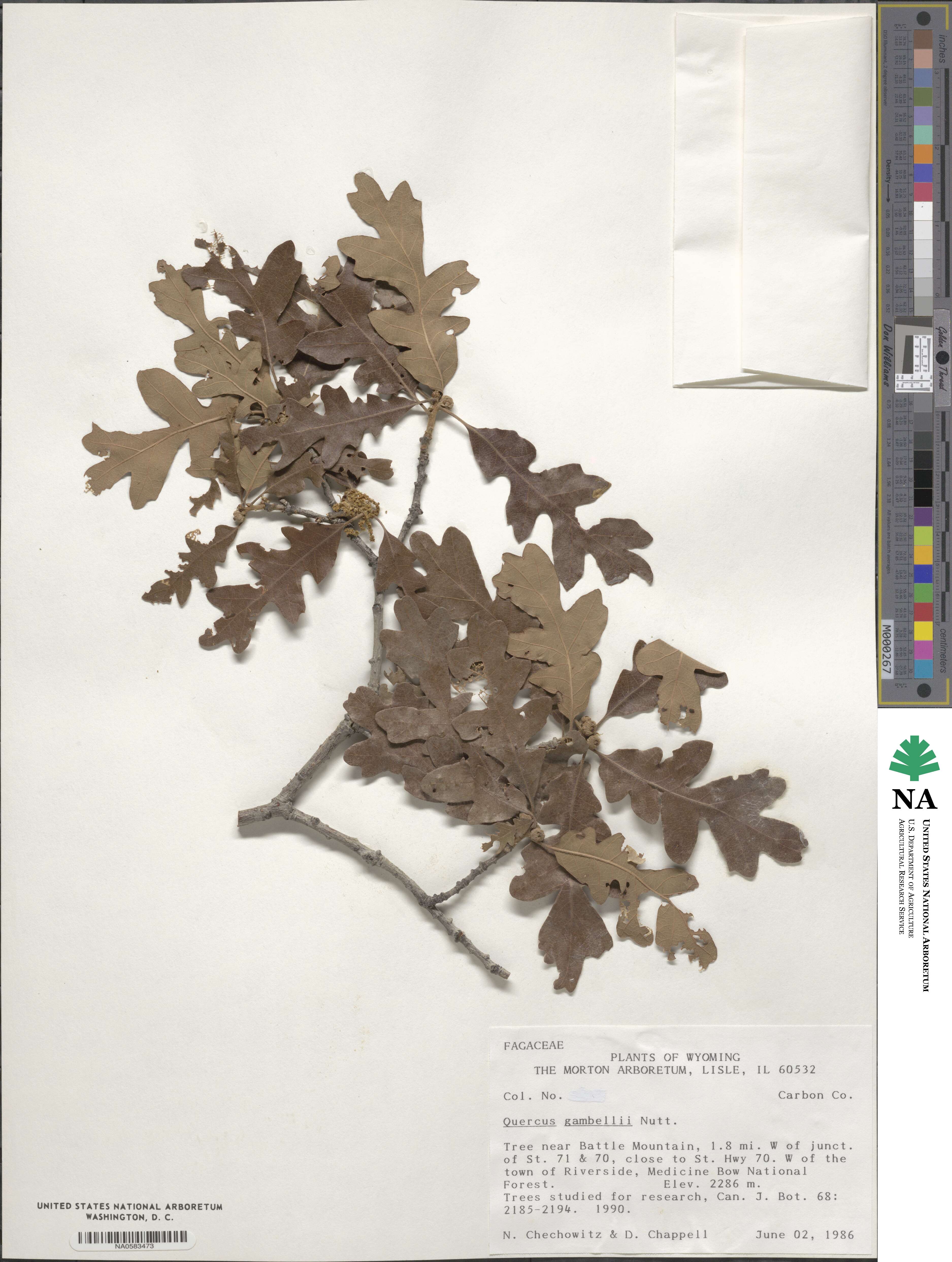 Quercus gambelii image