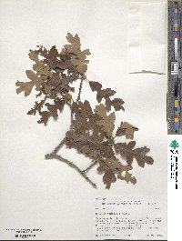 Quercus gambelii image