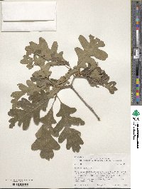 Quercus gambelii image