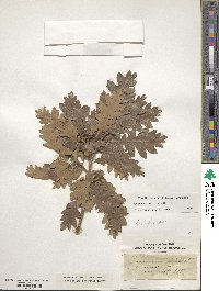 Quercus gambelii image