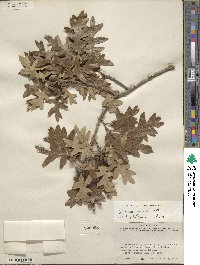 Quercus gambelii image