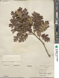 Quercus gambelii image