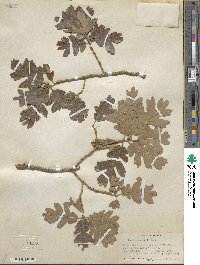 Quercus gambelii image