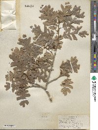 Quercus gambelii image