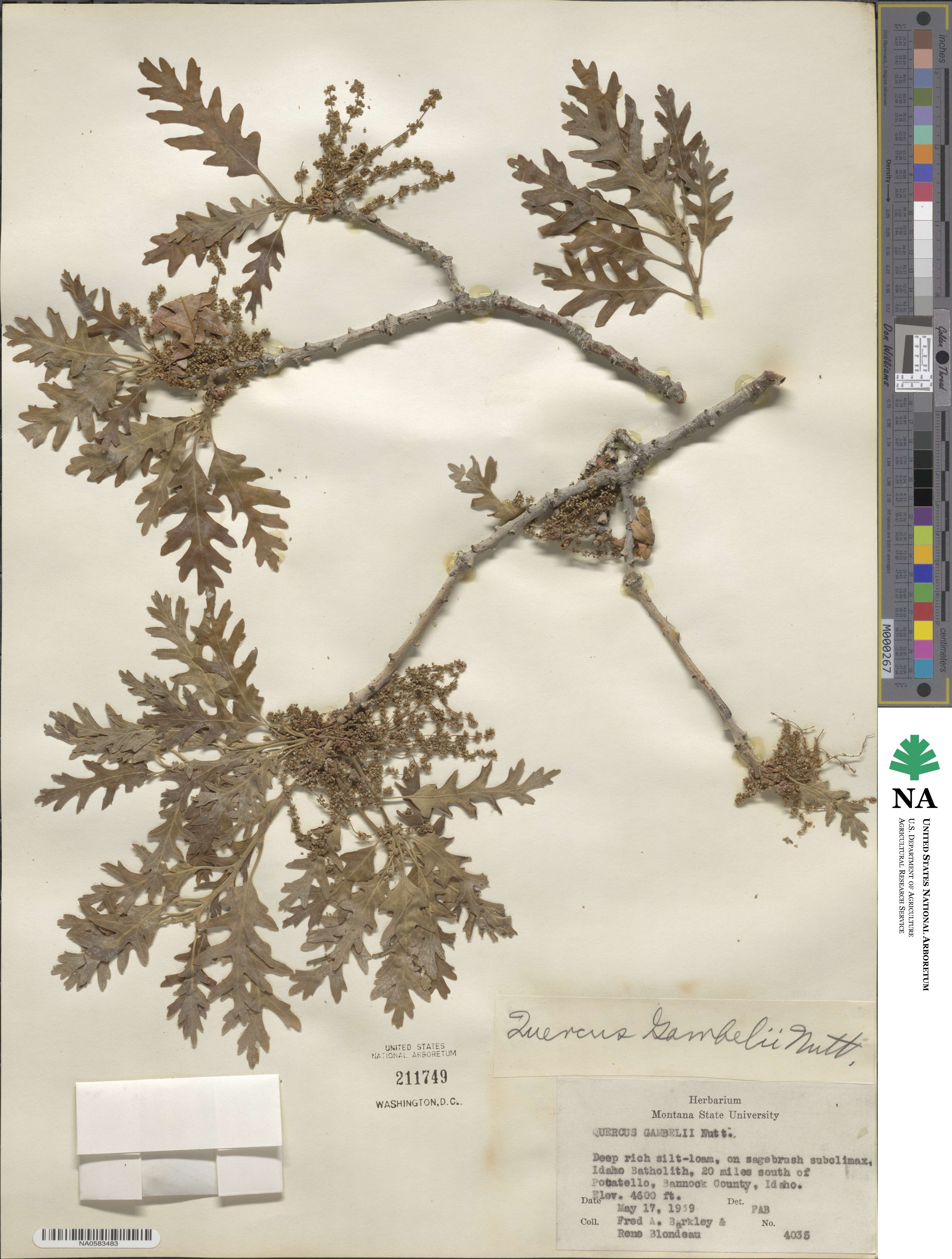 Quercus gambelii image