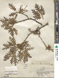 Quercus gambelii image