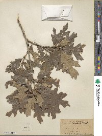 Quercus gambelii image