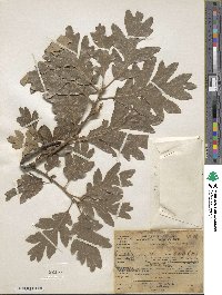 Quercus gambelii image