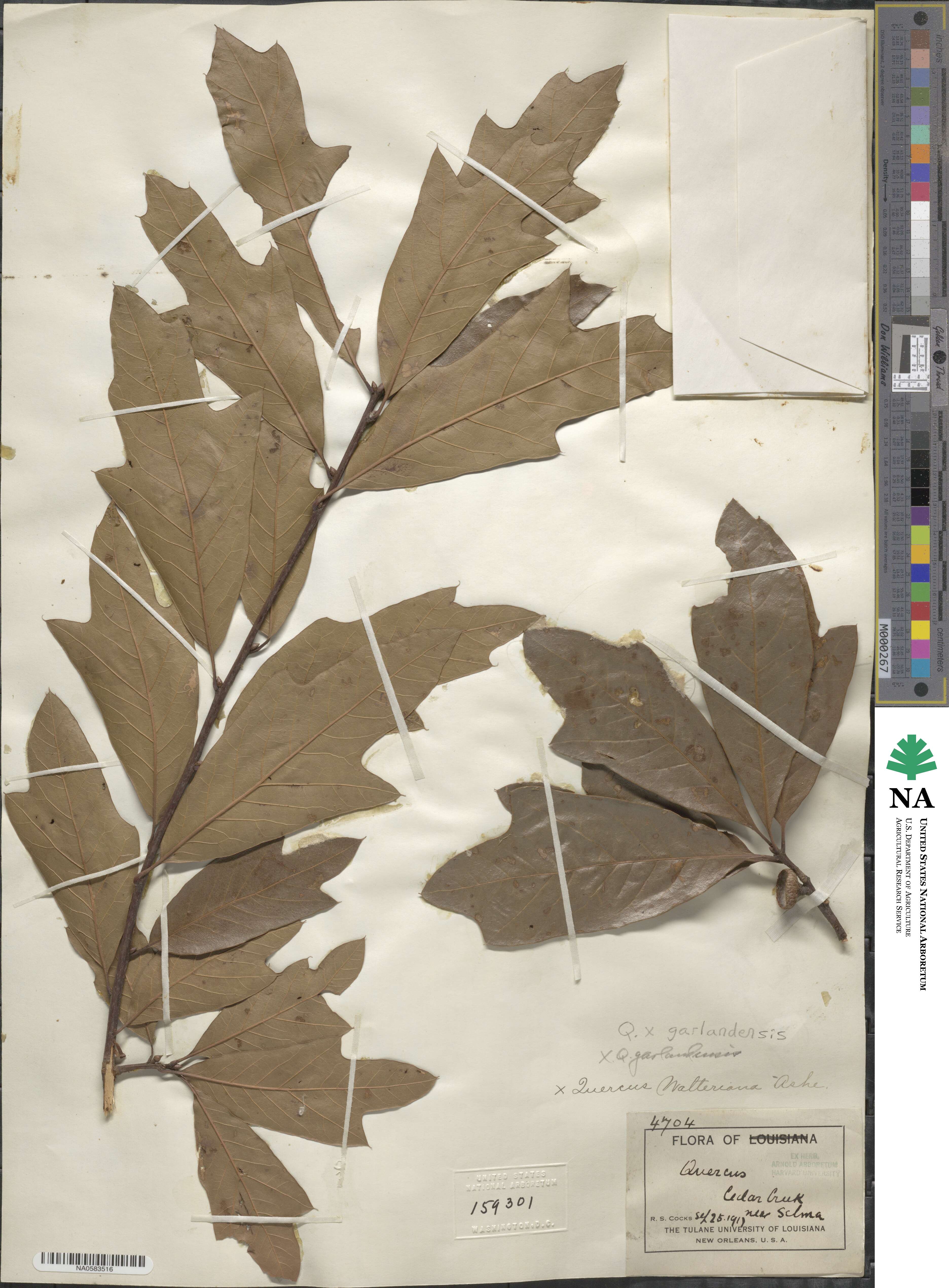 Quercus × garlandensis image