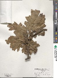 Quercus garryana image