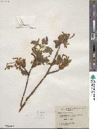 Quercus garryana image