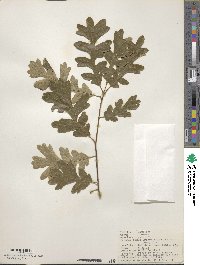 Quercus garryana image