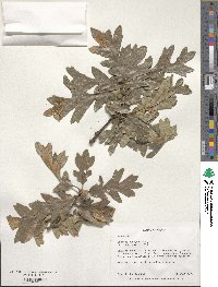 Quercus garryana image