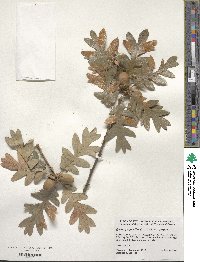 Quercus garryana image