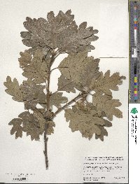 Quercus garryana image