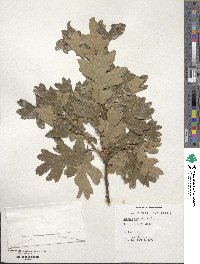 Quercus garryana image