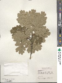 Quercus garryana image