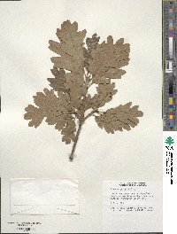 Quercus garryana image