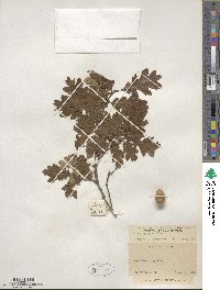 Quercus garryana image