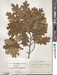 Quercus garryana image