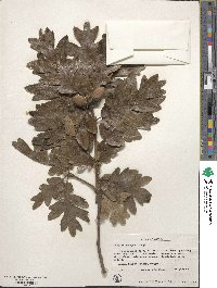 Quercus garryana image