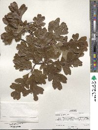 Quercus garryana image