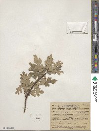 Quercus garryana image