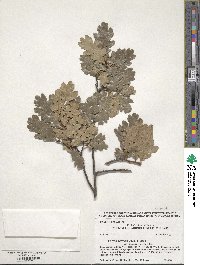 Quercus garryana var. fruticosa image