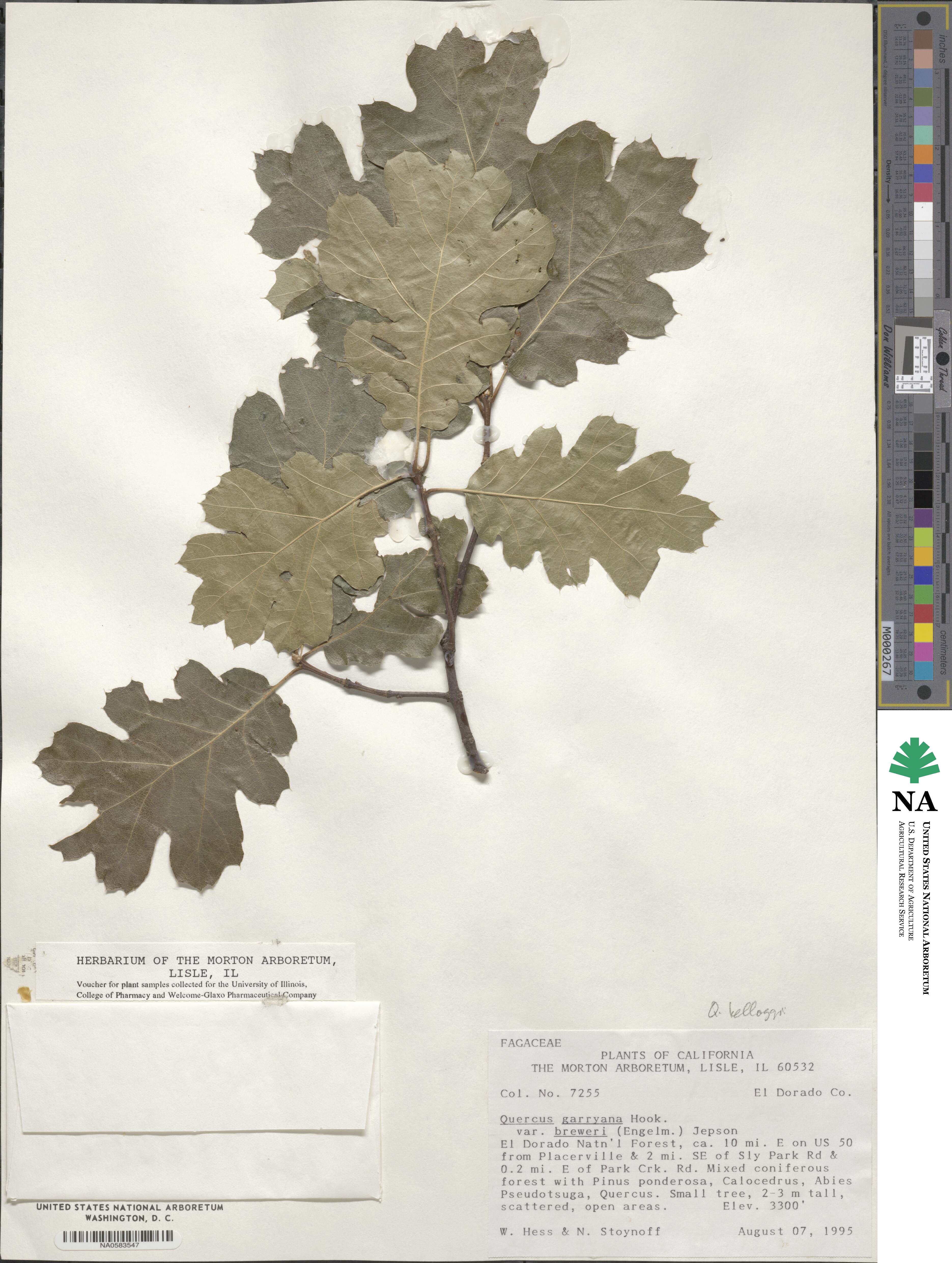 Quercus garryana var. fruticosa image