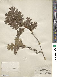 Quercus garryana var. fruticosa image