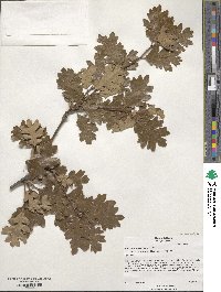 Quercus garryana image