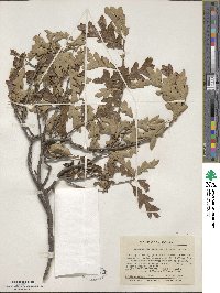 Quercus garryana var. fruticosa image