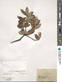 Quercus geminata image