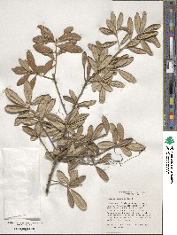 Quercus geminata image